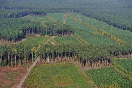 zakup gruntów - lasów lub gruntów przeznaczonych do zalesienia